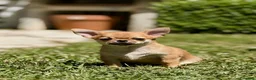 Chihuahua cani in vendita: Cuccioli di chihuahua - Annuncio 3