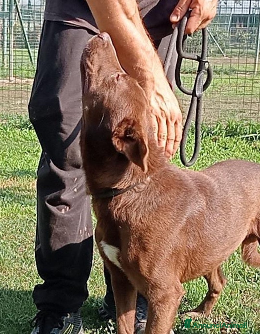 Meticcio cani in regalo: Aron cerca casa  a Provincia di Pavia - Annuncio 5