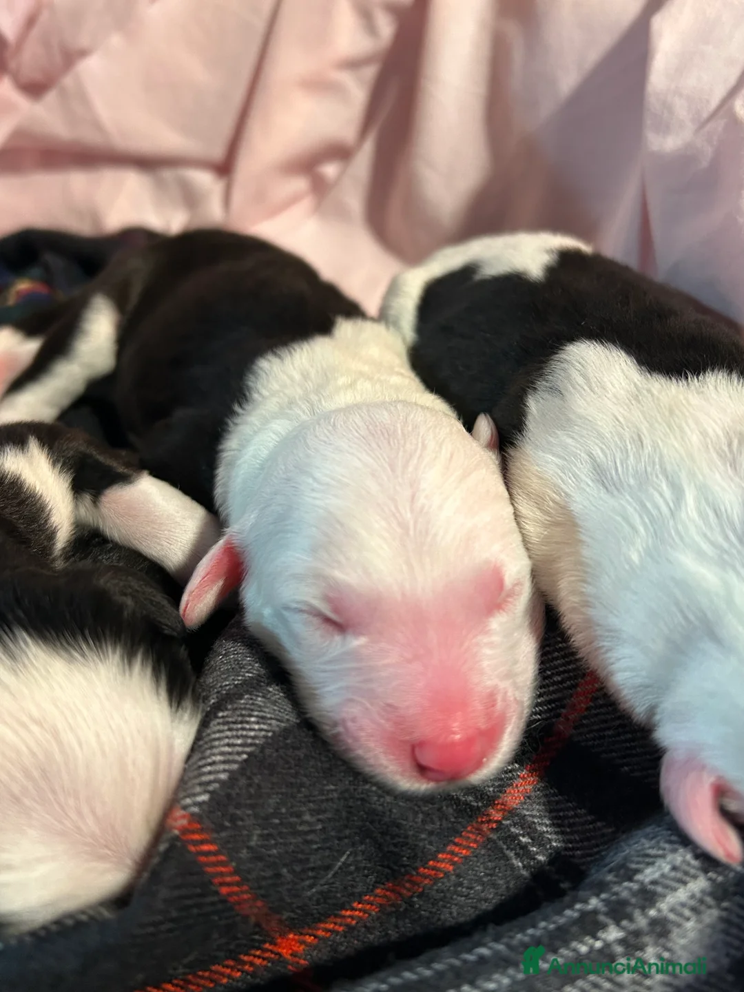 Bobtail cani in vendita: Cuccioli di Bobtail  - Annuncio 1