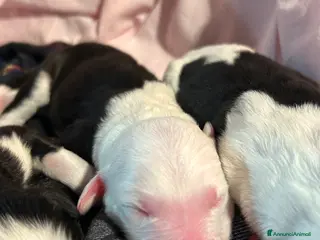 Bobtail cani Cuccioli di Bobtail - Annuncio 10