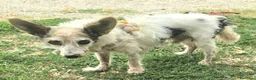 Meticcio cani in regalo: Torquato 12 anni Taglia mini - Annuncio 5
