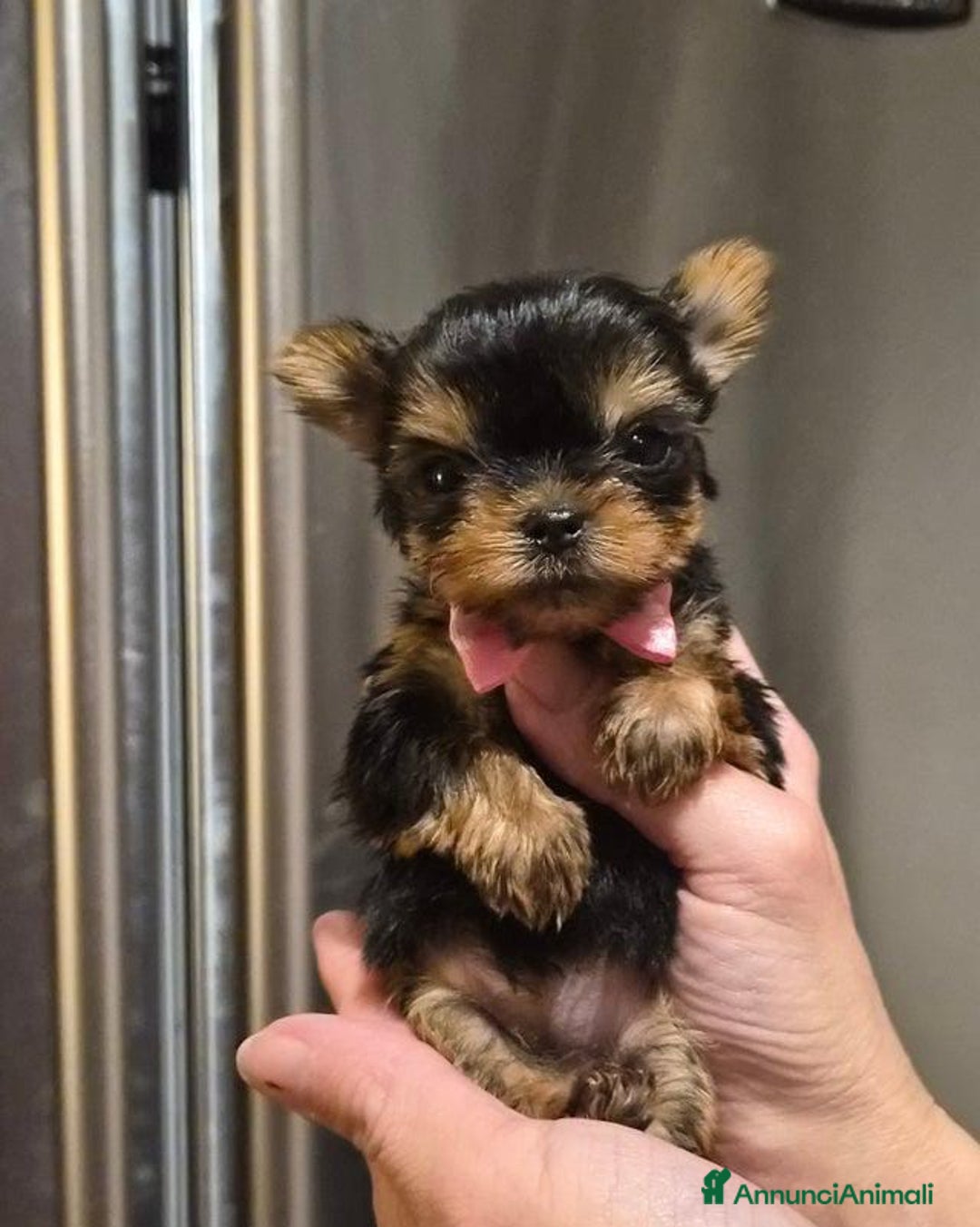 Yorkshire cani in vendita: Bellissimi cuccioli di Yorkshire miniatura da 300g - Annuncio 1