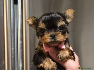 Yorkshire cani Bellissimi cuccioli di Yorkshire miniatura da 300g - Annuncio 13