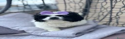 Pechinese cani in vendita: Cucciola femmina pechinese  - Annuncio 5
