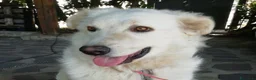 Meticcio cani in regalo: SALLY ATTENDE IL SUO RISCATTO, IN ADOZIONE - Annuncio 2