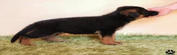 Pastore Tedesco cani in vendita: Cuccioli di pastore tedesco selezionati - Annuncio 7