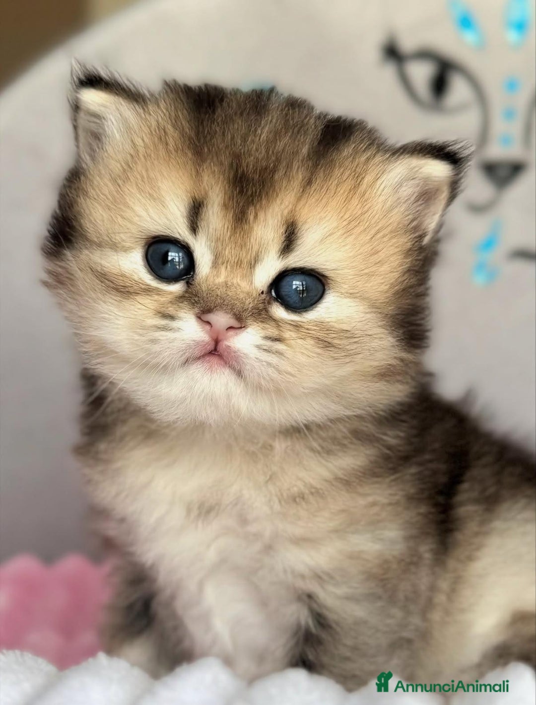 British gatti in vendita: Bellissimi cuccioli di british shorthair  - Annuncio 8