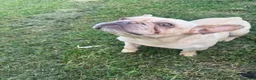 Bulldog Francese cani in vendita: Allevamento affida coppia di Bouledogue Francese - Annuncio 6