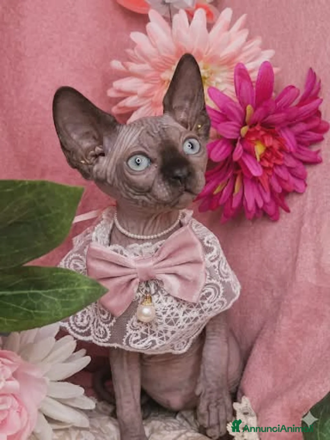 Sphynx gatti in vendita: sphynx cucciole - Annuncio 7