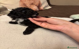 Barboncino Toy cani in vendita: Barboncini Toy - Annuncio 10