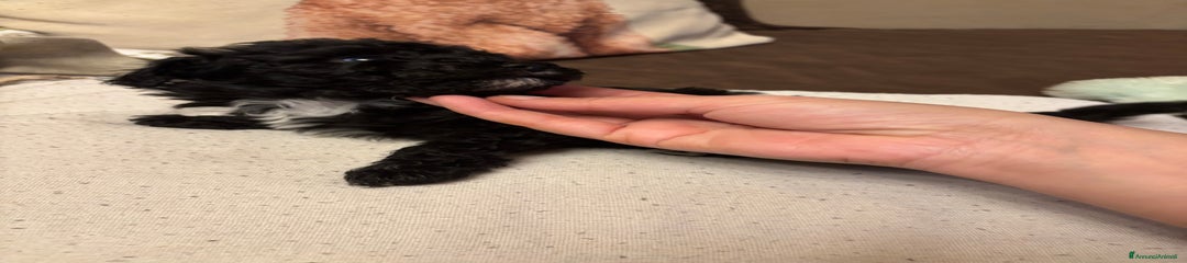 Barboncino Toy Cucciolo 1