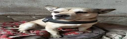 Meticcio cani in regalo: LINO 1 anno molto buono - Annuncio 5