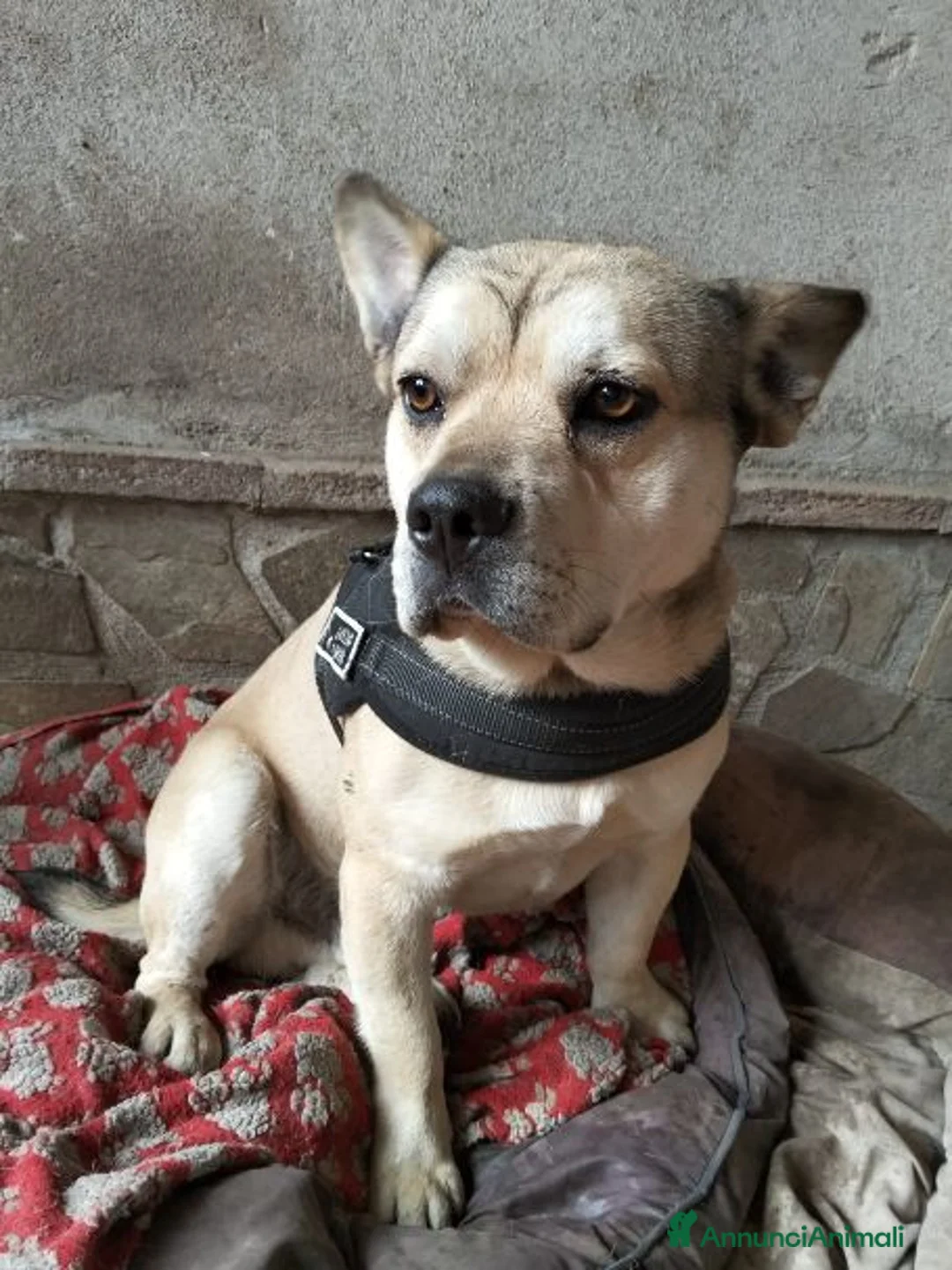 Meticcio cani in regalo: LINO 1 anno molto buono - Annuncio 5