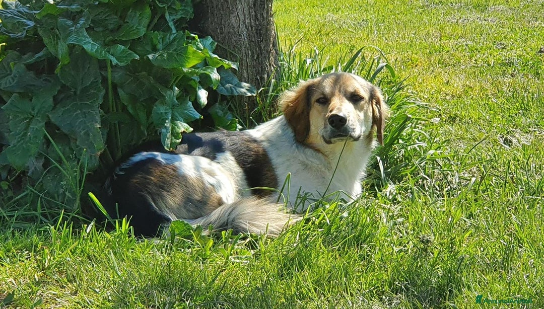Meticcio cani in regalo: RAOUL la bonta a quattro zampette a Pomezia - Annuncio 8