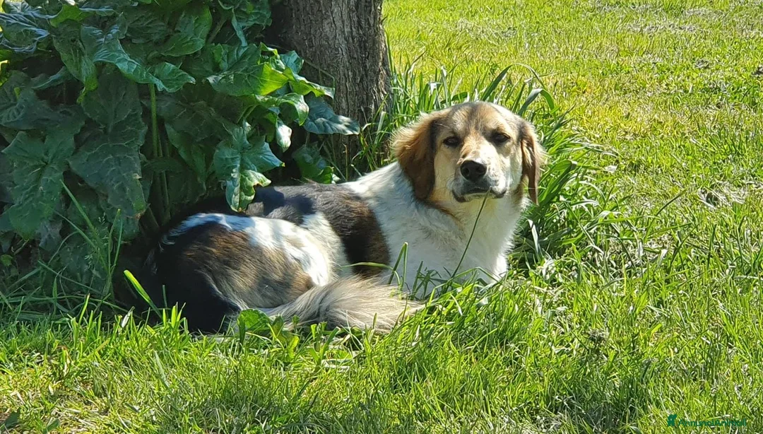 Meticcio cani in regalo: RAOUL la bonta a quattro zampette a Pomezia - Annuncio 8