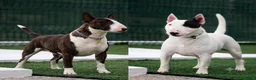 Bull Terrier Mini cani in vendita: Cuccioli bull terrier miniature a Libero consorzio comunale di Caltanissetta - Annuncio 3