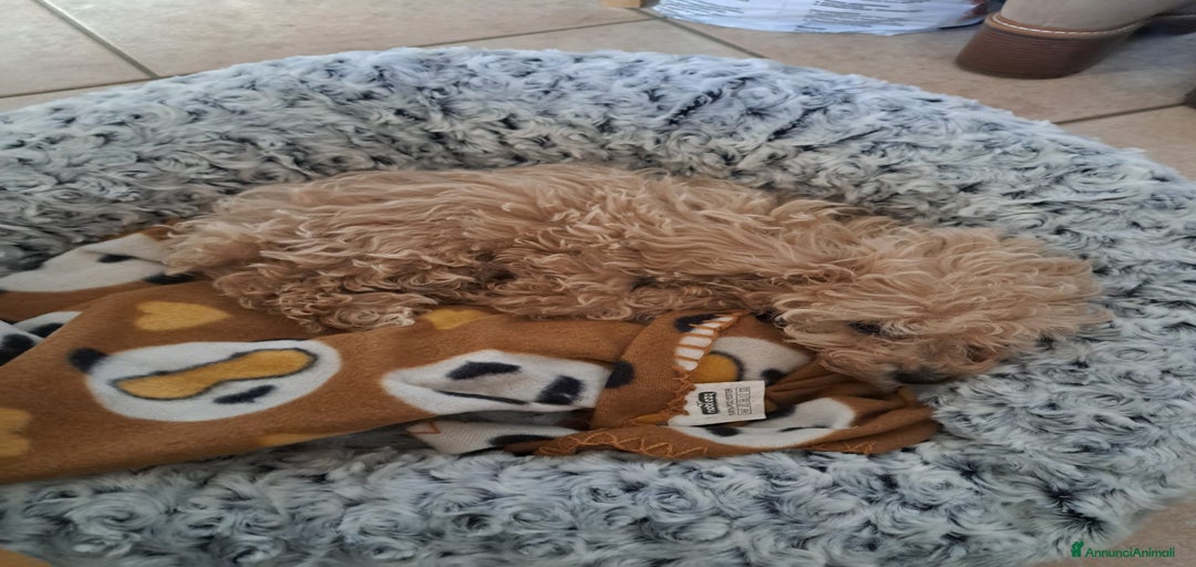 Immagine della galleria {{count}}