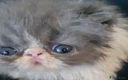 Persiano gatti in vendita: Persiano bianco e blu maschio  a Provincia di Pisa - Immagine 2