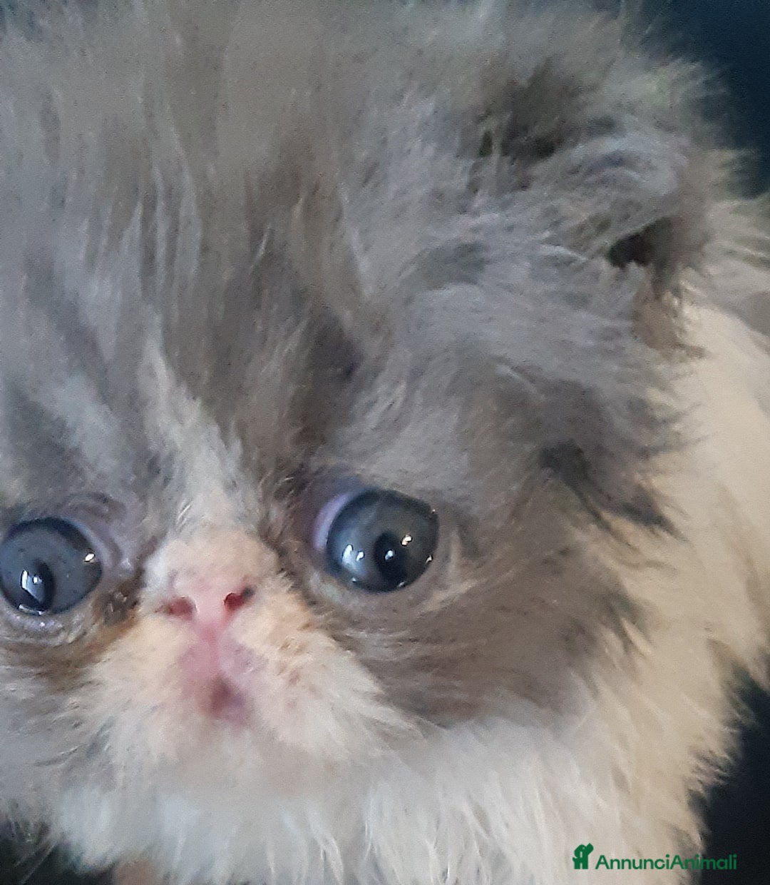 Persiano gatti in vendita: Persiano bianco e blu maschio  a Provincia di Pisa - Immagine 2