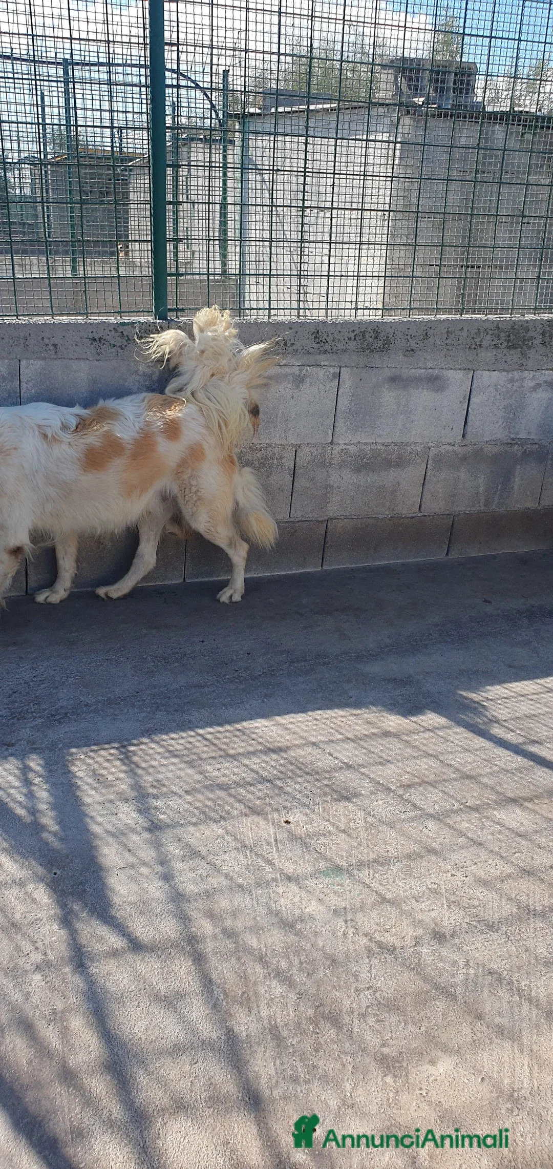 Meticcio cani in regalo: Igor Golden Retriever Meticcio in Canile - Annuncio 10