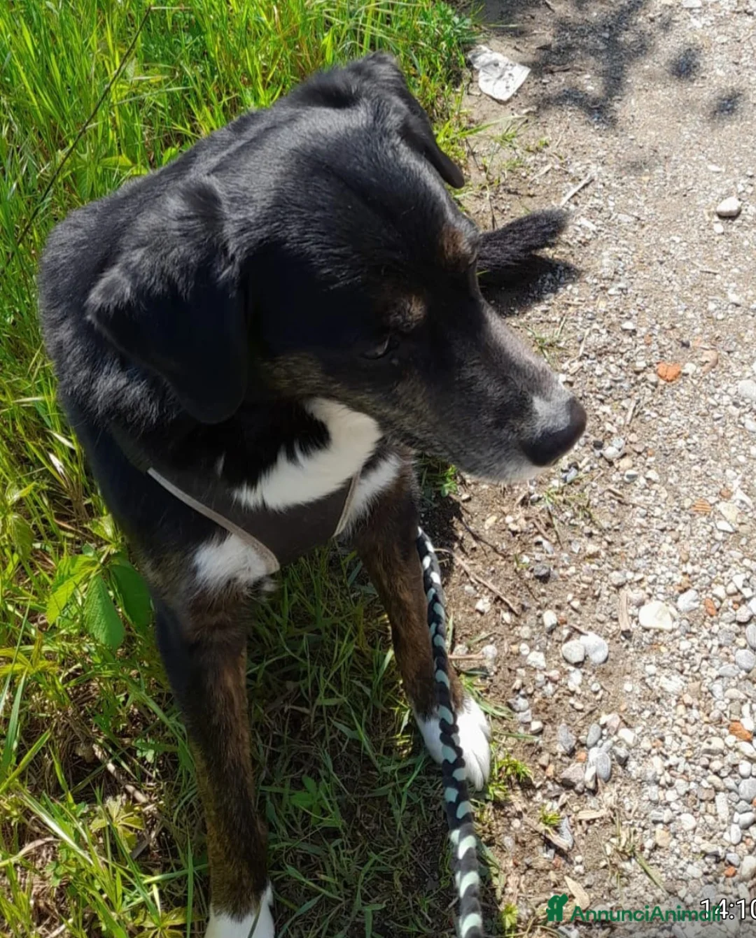 Meticcio cani in regalo: 13ANNI DI VITA INDEGNA,FRA 25GG IN CANILE! MILANO - Annuncio 2
