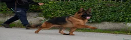 Pastore Tedesco cani in vendita: Allevamento di Terra Scura a Provincia di Salerno - Annuncio 21