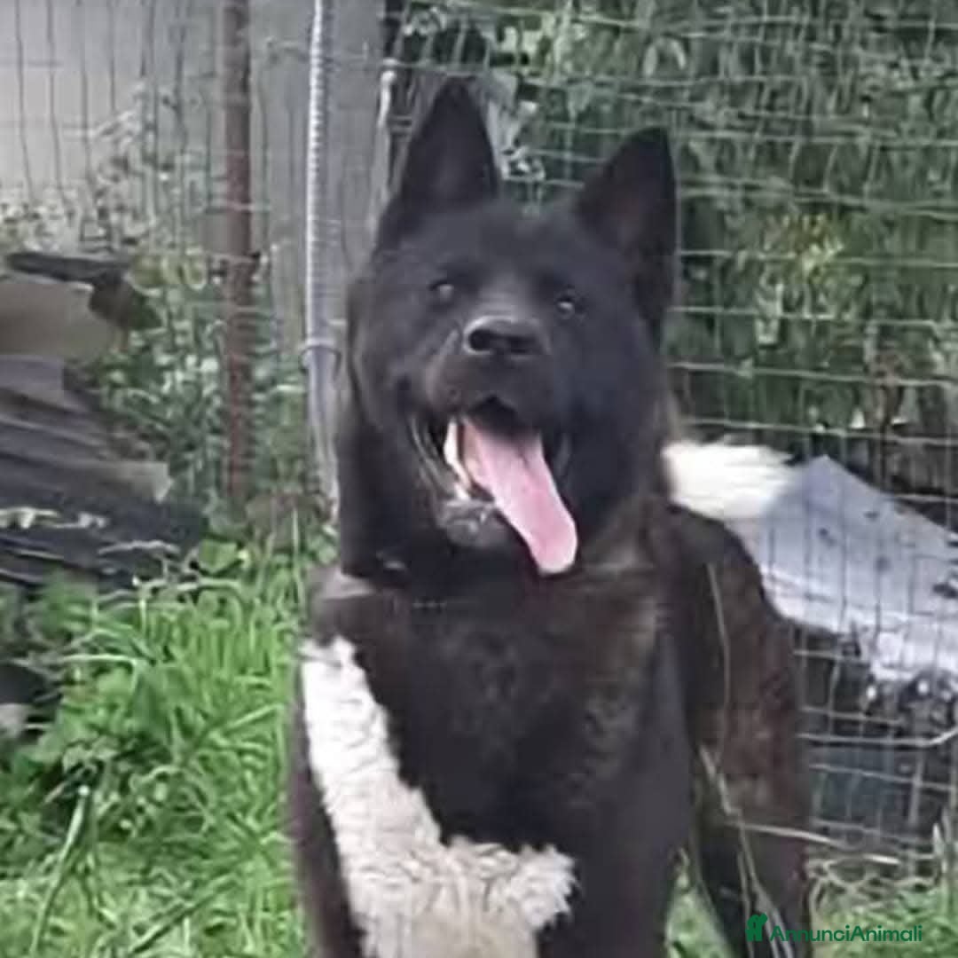 Akita Americano cani Akita americano  - Annuncio 8