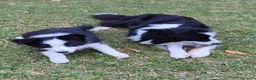 Border Collie cani in vendita: Border Collie - Annuncio 1