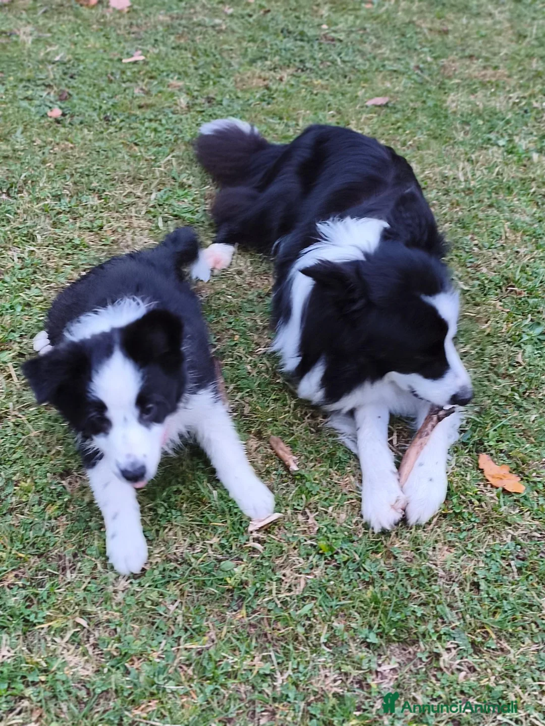 Border Collie cani in vendita: Border Collie - Annuncio 1