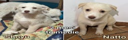 Meticcio cani in regalo: CUCCIOLI,  URGENTE: TEMPO SCADUTO! - Annuncio 10