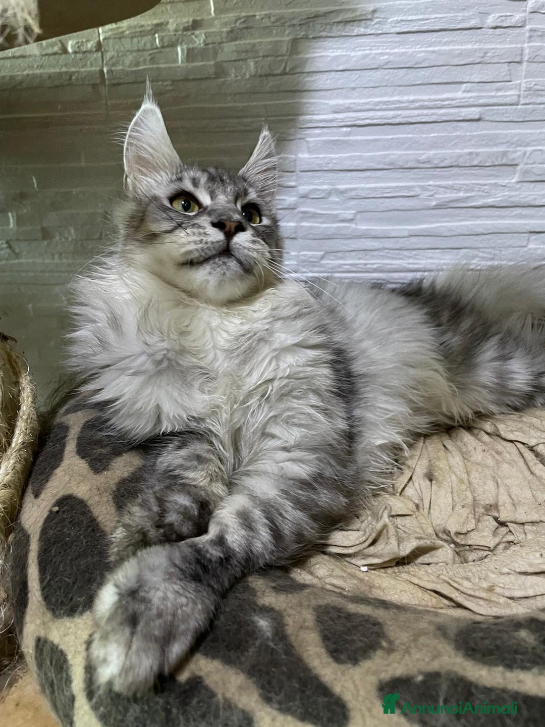 Maine Coon gatti in vendita: Cuccioli Maine Coon disponibili  a Città Metropolitana di Firenze - Immagine 2