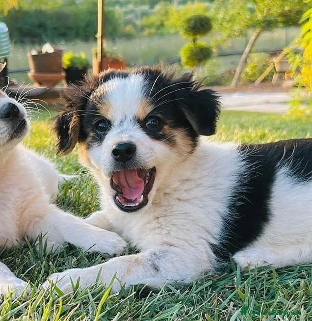 Meticcio gatti in regalo: Cucciolo maschio taglia piccola  - Annuncio 5