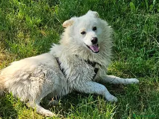 Meticcio cani 4anni tg media 2°inverno in canile! NOVARA URGE - Annuncio 14