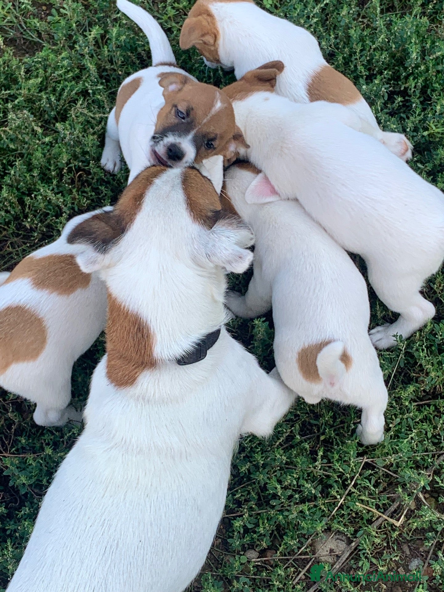 Jack Russell cani Cuccioli Jack Russell - Annuncio 2