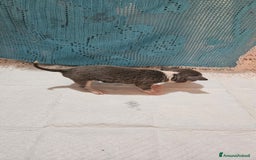 Chihuahua cani in vendita: Chihuahua da Allevamento Cucciolisole  a Provincia di Pisa - Immagine 8