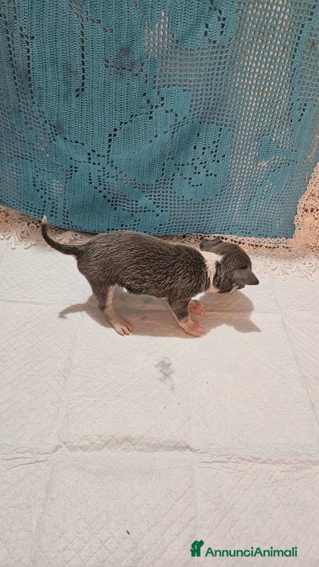 Chihuahua cani in vendita: Chihuahua da Allevamento Cucciolisole  a Provincia di Pisa - Immagine 8