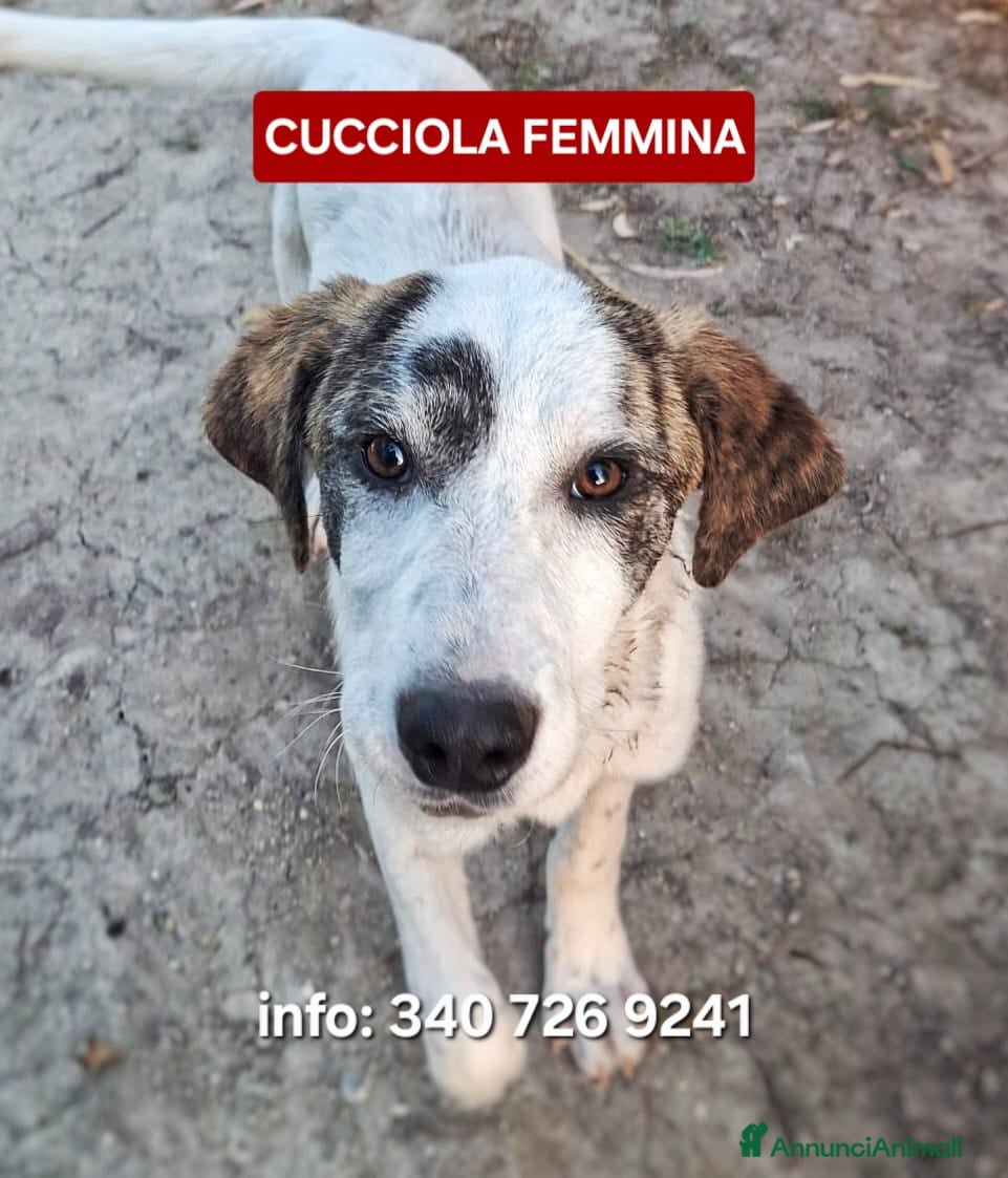 Meticcio cani COPPA 🩷 una timidina dal cuore dolce - Annuncio 15