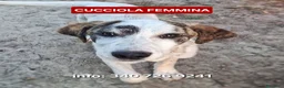 Meticcio cani in regalo: COPPA 🩷 una timidina dal cuore dolce a Provincia di Ancona - Annuncio 1