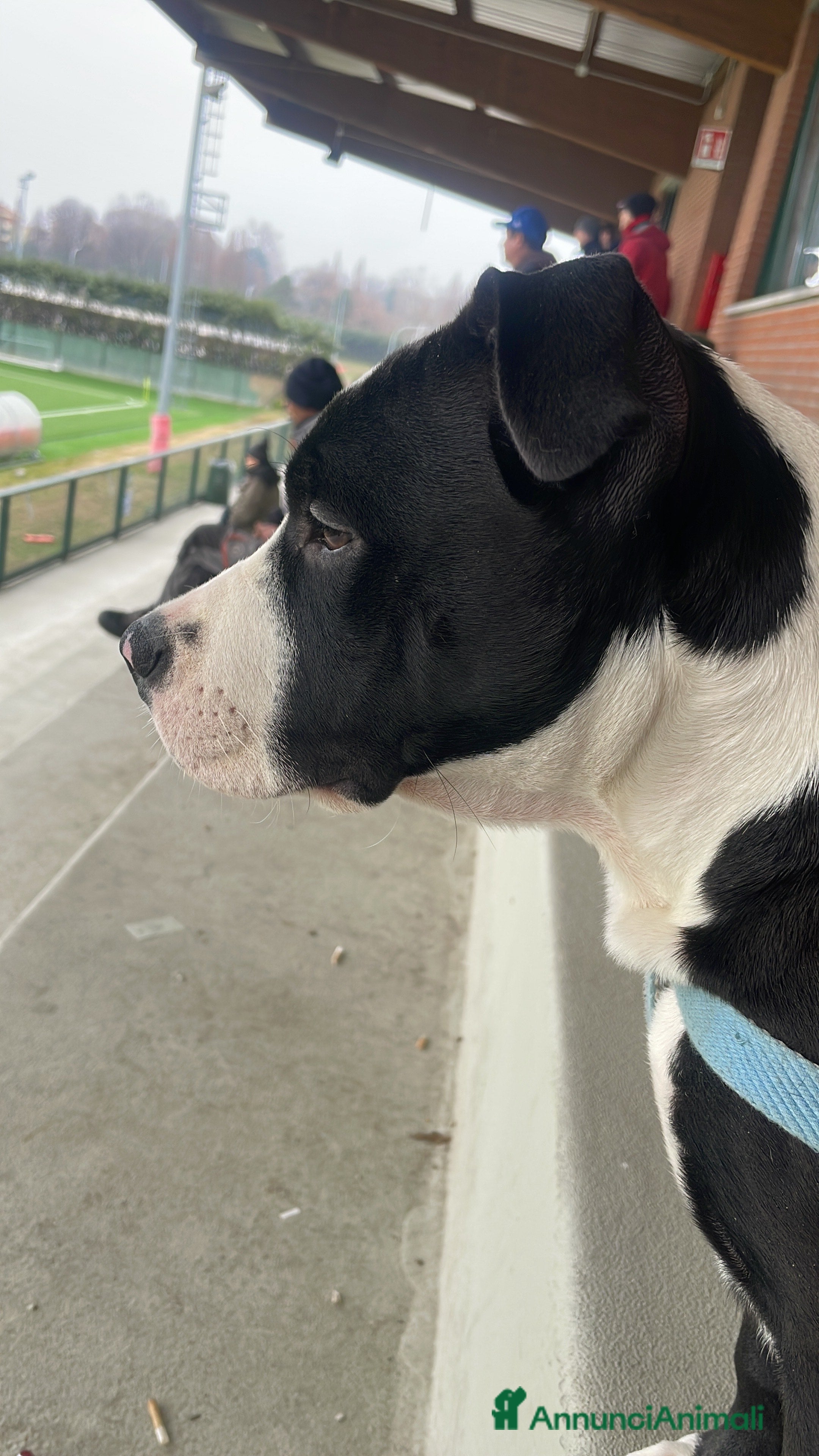 American Staffordshire cani CUCCIOLO AMSTAFF - Annuncio 2