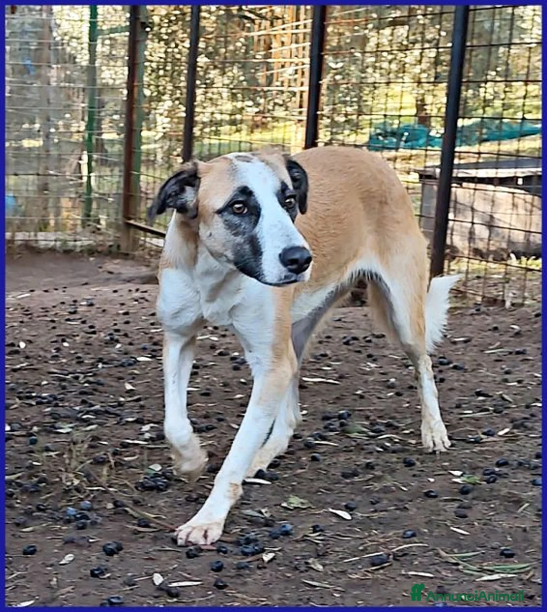Meticcio cani in regalo: NORMA giovane bella timidina a Provincia di Reggio Emilia - Annuncio 1