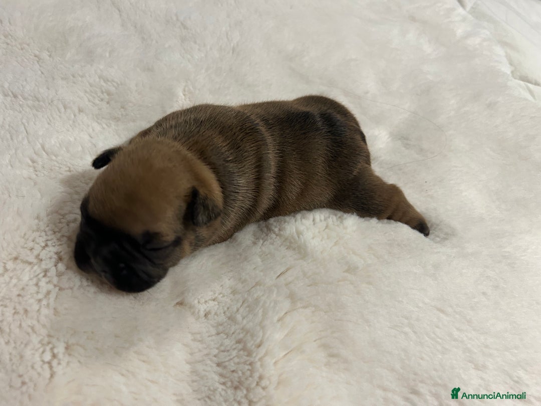Bulldog Francese cani in vendita: cuccioli di Bulldog francese Red  - Annuncio 14