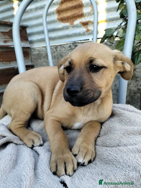 Meticcio cani BRUNA  cucciola superbella - Annuncio 34