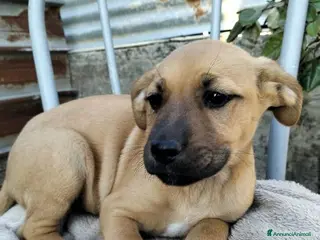 Meticcio cani BRUNA cucciola superbella - Annuncio 34