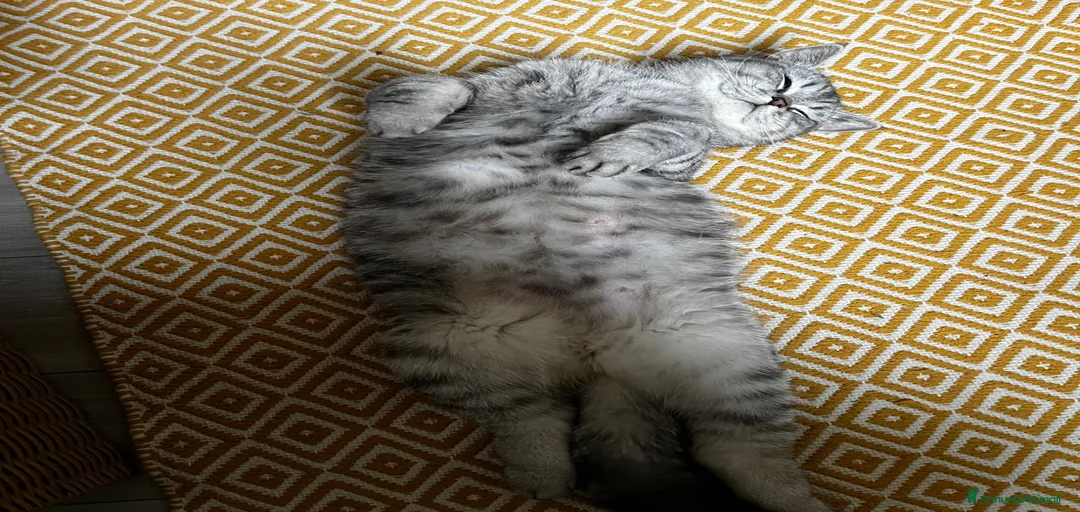 Immagine della galleria {{count}}