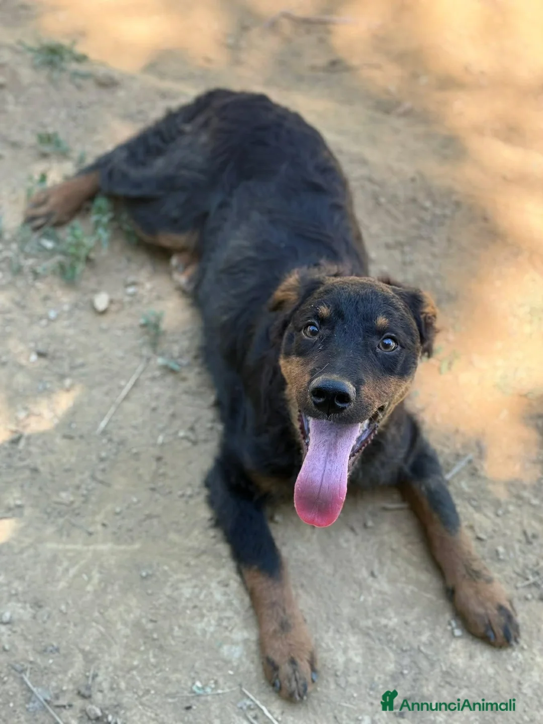 Meticcio cani in regalo: ZAYN, il cucciolo più affettuoso della terra! - Annuncio 9