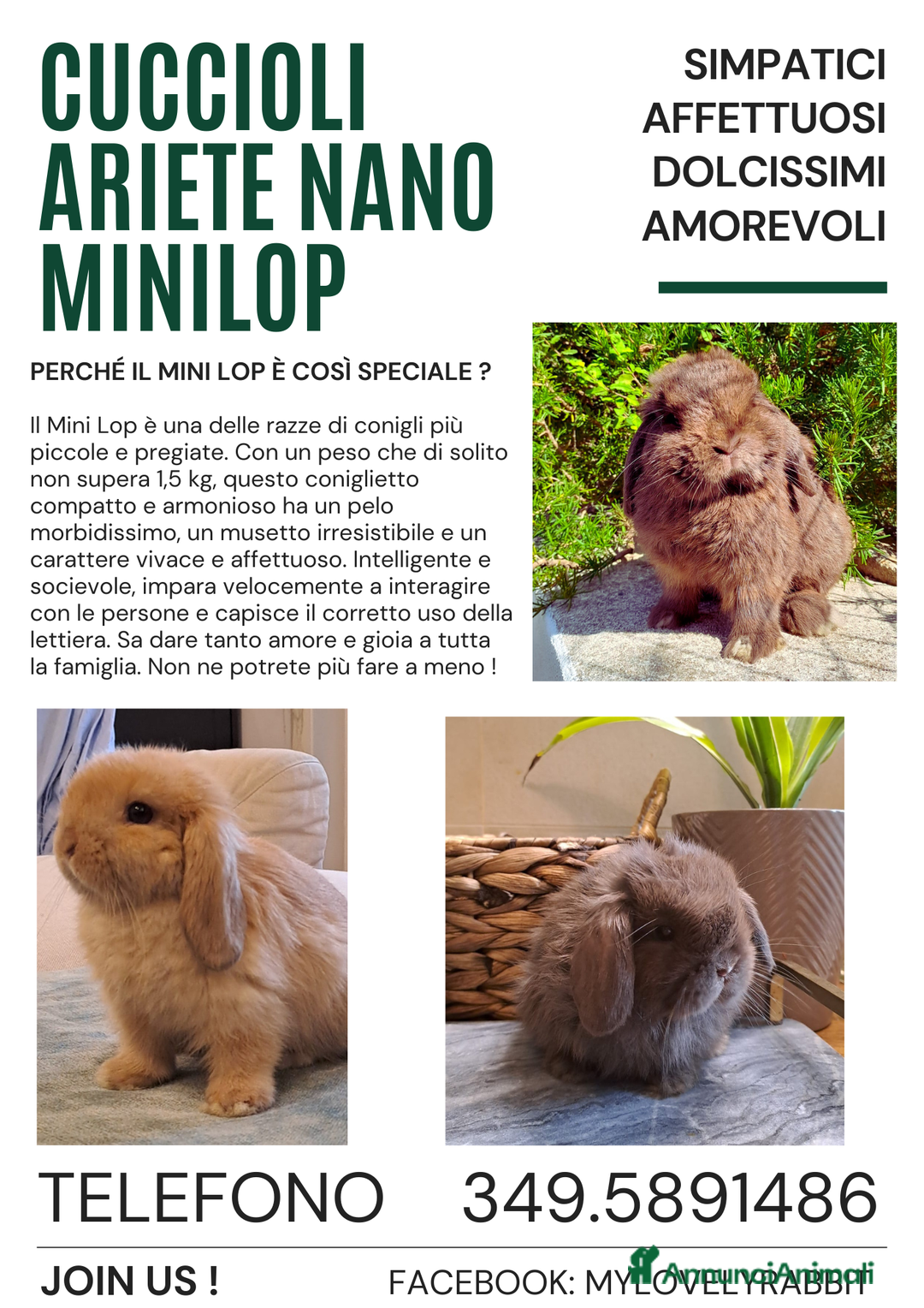 Europeo gatti in vendita: Arieti nani minilop - Annuncio 2