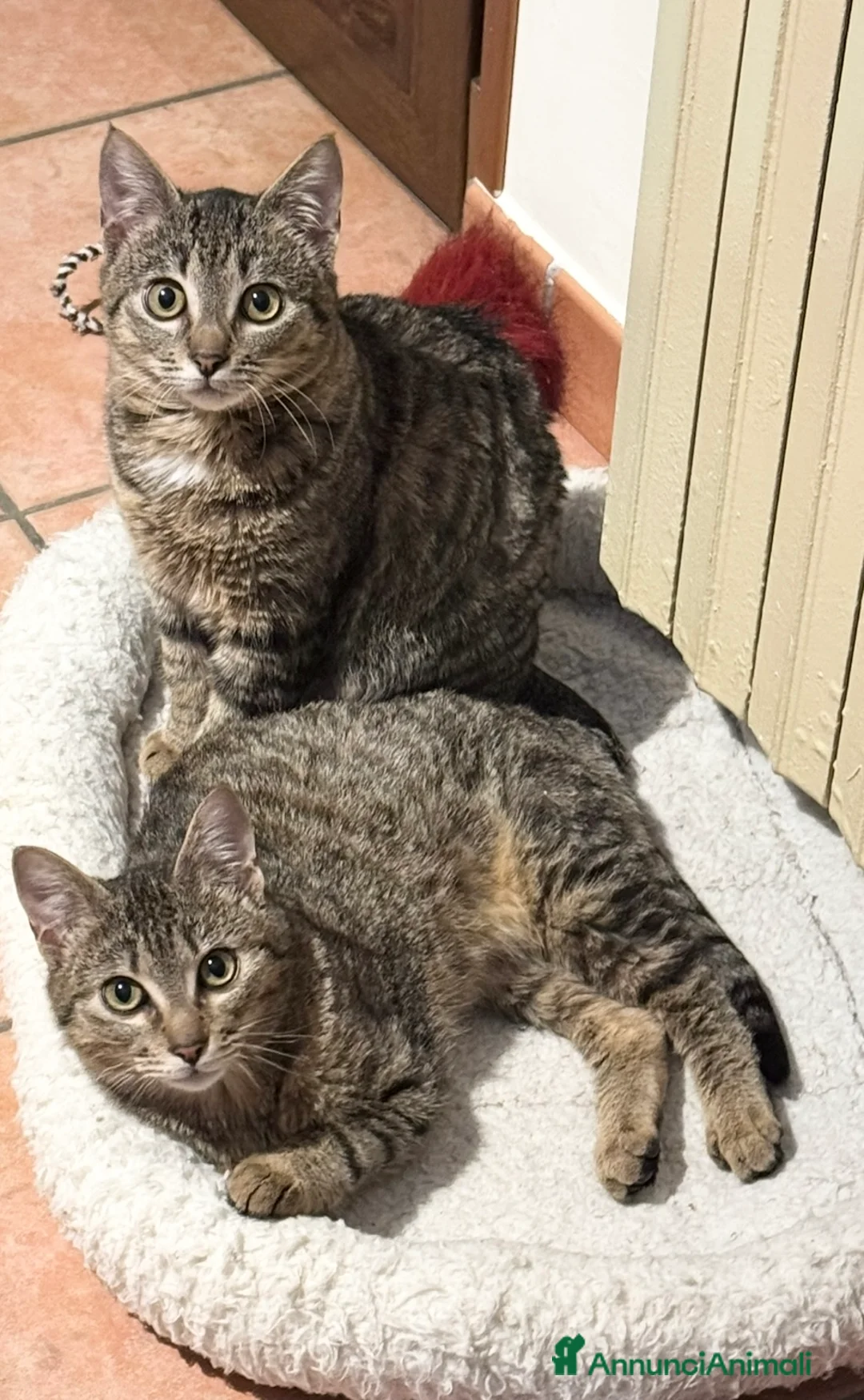 Europeo gatti in regalo: Gemellini di 5 mesi inseparabili a Cremona  - Annuncio 2