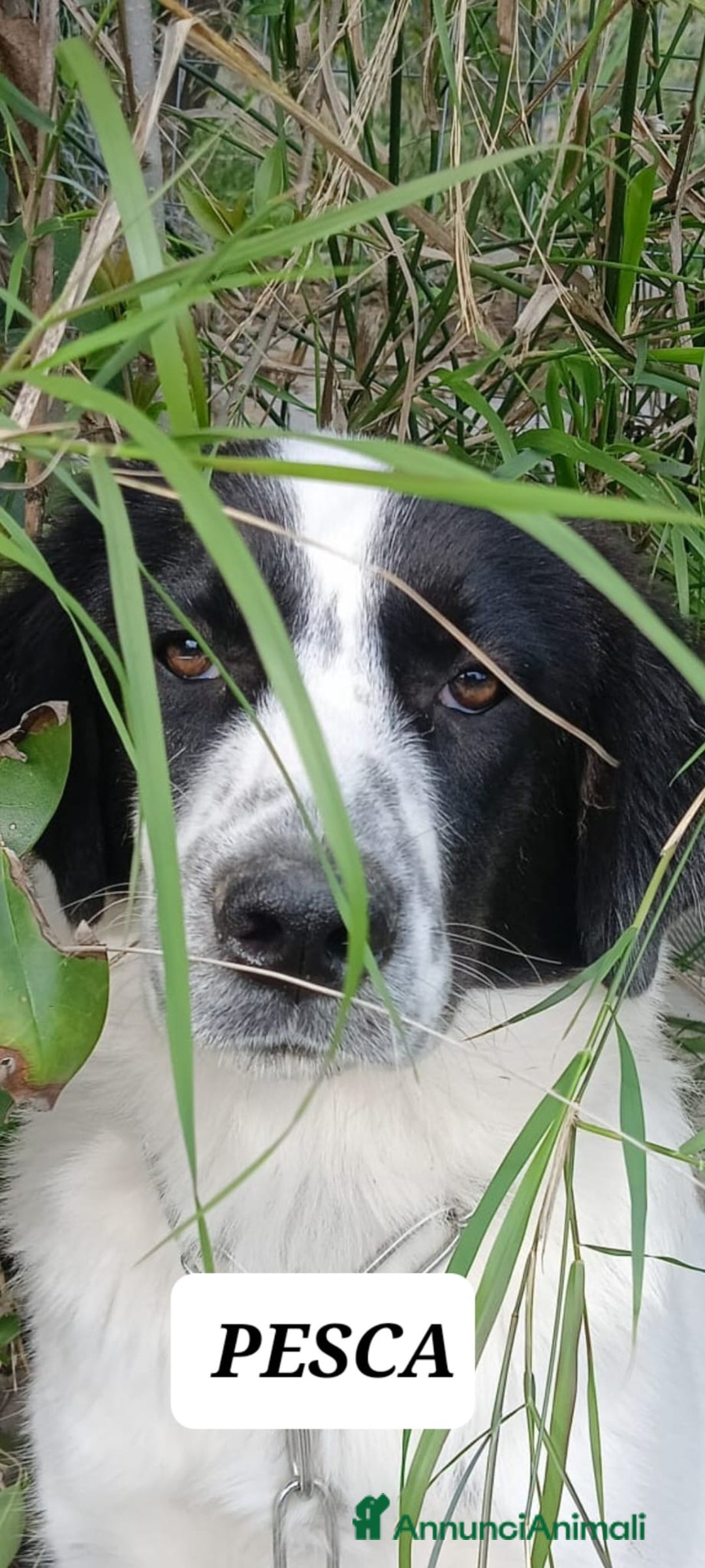 Meticcio cani in regalo: Pesca bella dolce tranquilla - Annuncio 2