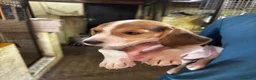 Beagle cani in vendita: PROMOZIONE Cuccioli Beagle a Provincia di Alessandria - Annuncio 4