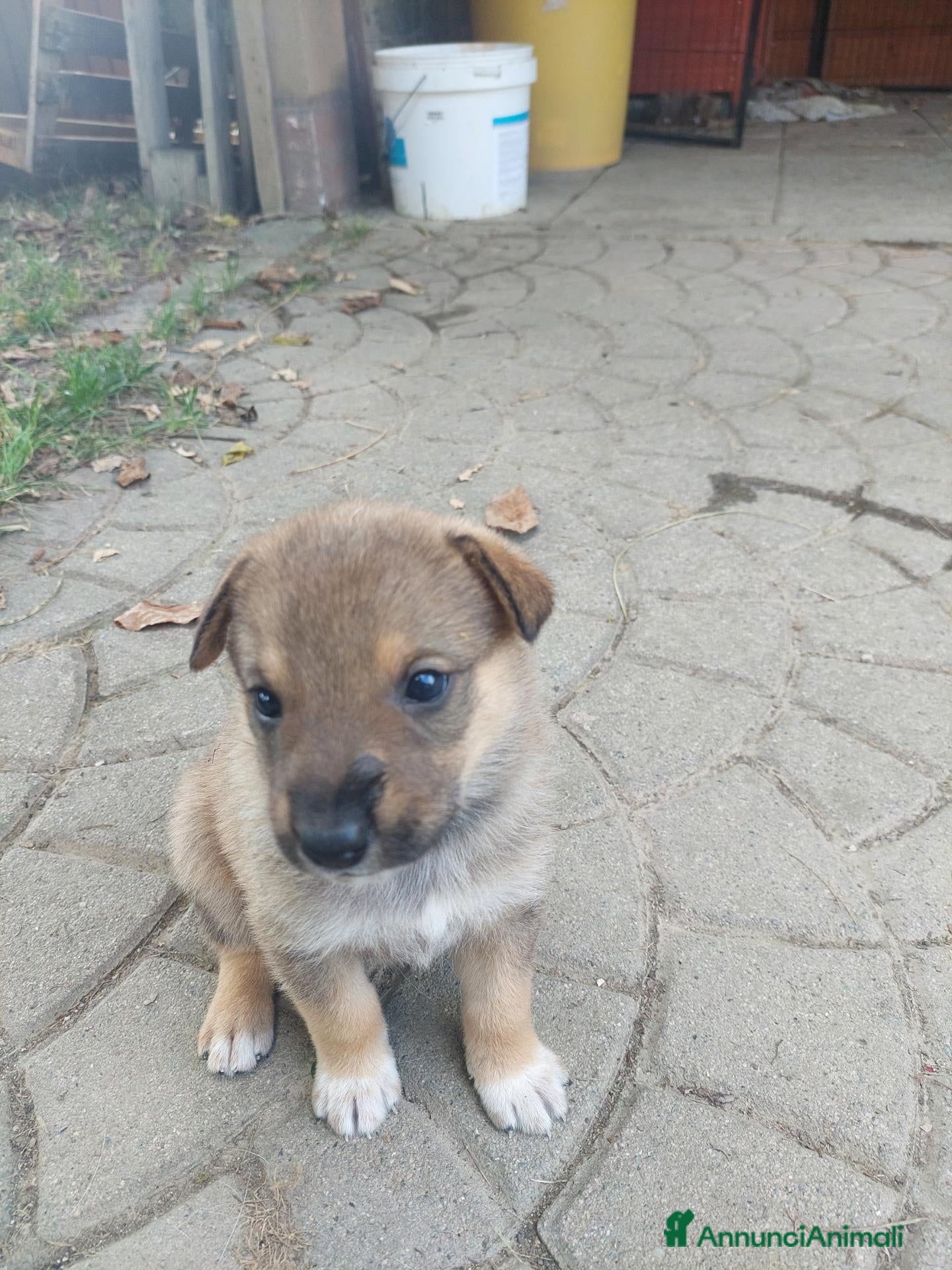 Meticcio cani Cuccioli - Annuncio 26